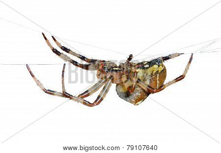 Spider On Spider-web