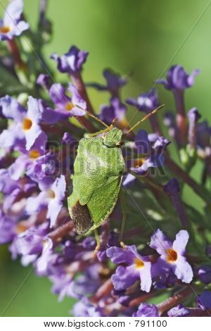 Bug do escudo verde