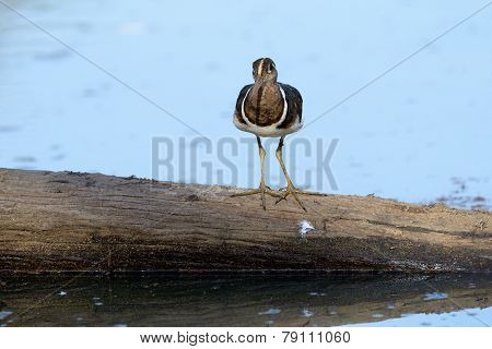 Greater painted snipe