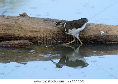 Greater painted snipe
