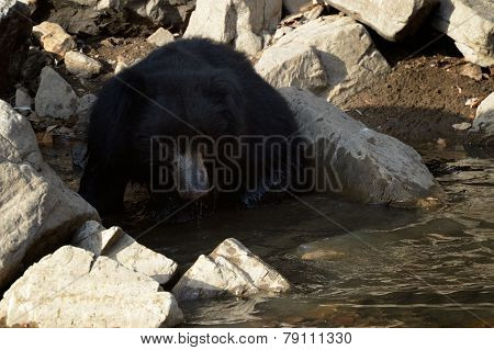 Sloth bear