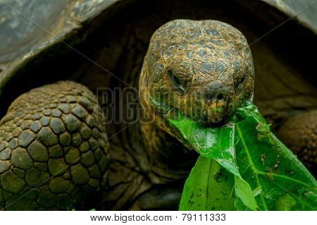 galapagos turtle in floreana island