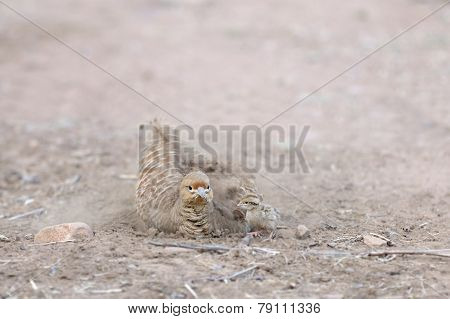 Painted Sandgrouse