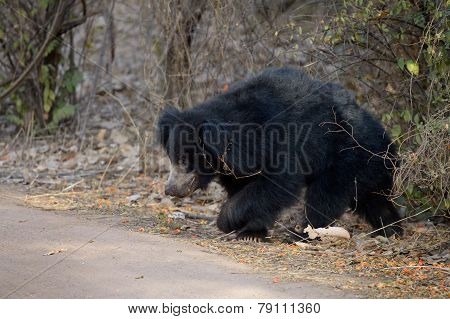 Sloth bear