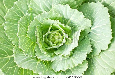 Close Up Of Longlived Cabbage.