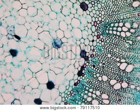 Cotton Stem Micrograph