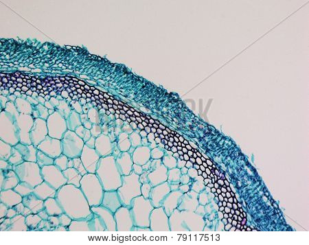 Cucurbita Stem Micrograph