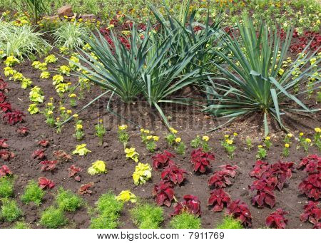 Palm et plate-bande
