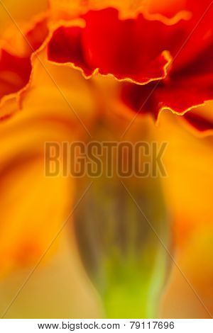 Marigold