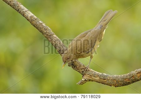 Clay-colored Thrush