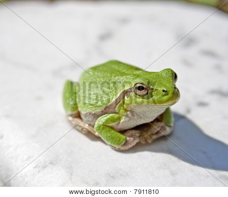 treefrog