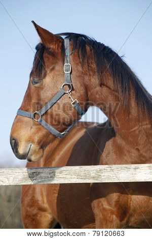 Headshot Of A Thoroughbred Horse In Winter Pinfold