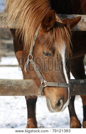 Portrait Of A Nice Purebred Horse Winter Corral
