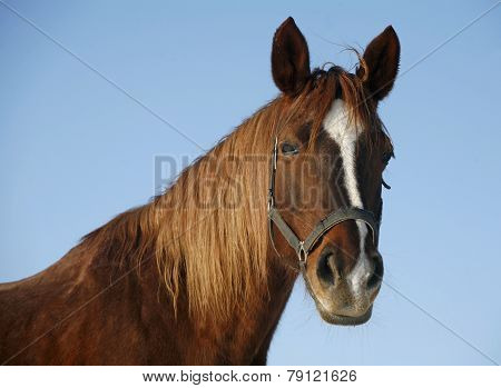 Portrait Of A Nice Purebred Horse Winter Corral