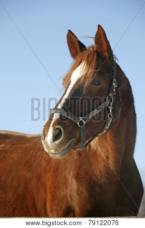 Portrait Of A Nice Purebred Gelding Horse Winter Corral