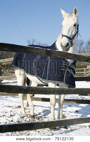 Warm Blood Gray Horse Standing In Winter Corral Rural Scene