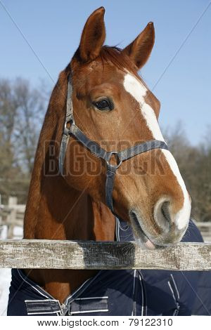 Portrait Of A Nice Purebred Horse Winter Corral Rural Scene