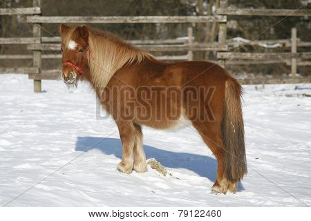 Pony Horse In Winter Corral Rural Scene