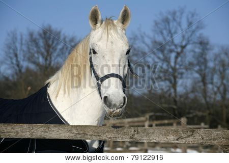 White Horse's  Portrait In Winter Corral Sunny Day