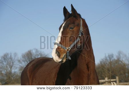 Portrait Of A Nice Purebred Horse Winter Corral Rural Scene