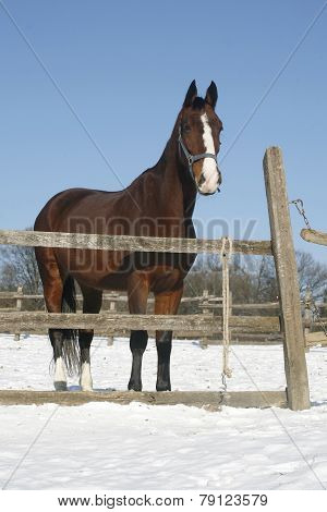 Warm Blood Bay Horse Standing In Winter Corral Rural Scene