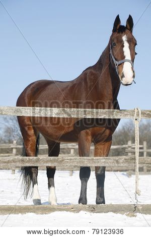 Warm Blood Bay Horse Standing In Winter Corral Rural Scene