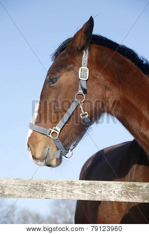 Portrait Of A Nice Purebred Gelding Horse Winter Corral