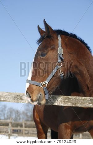 Portrait Of Nice Purebred Horse Winter Corral Rural Scene