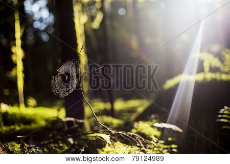 Spider On A Web