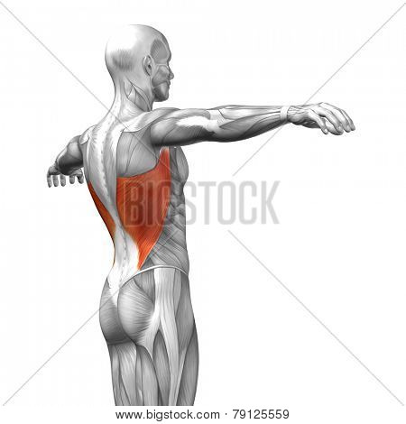 Concept or conceptual 3D Latissimus Dorsi or back human anatomy or anatomical and muscle isolated on white background