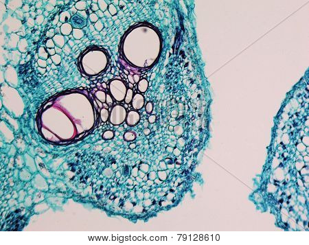 Cucurbita Stem Micrograph