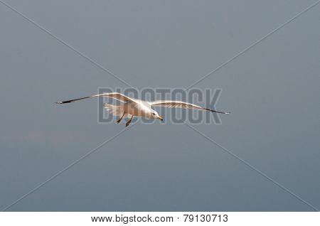 Ring-billed Gull