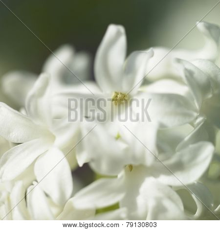 White Flowering Hyacinth