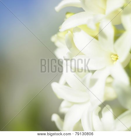 White Flowering Hyacinth