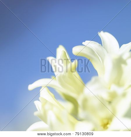 White Flowering Hyacinth