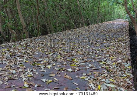 The Forest Mangrove