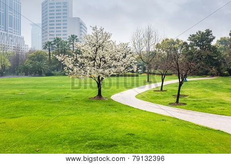 City Park In Spring