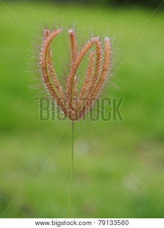 Grass Flower on Green Lawn