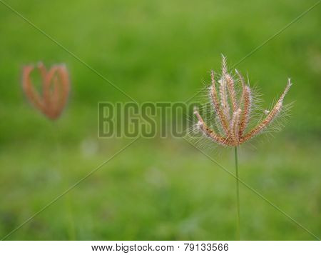 Grass Flowers On Green Horizontal  Background