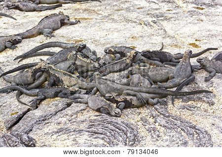 A Group Of Marine Iguanas On Shore