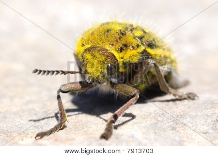 żółty beatle