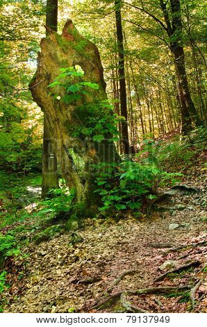 Stump In The Forest