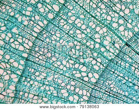 Tilia Stem Micrograph