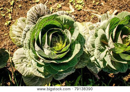 Green cabbage's head with leafs with early dew. Close up