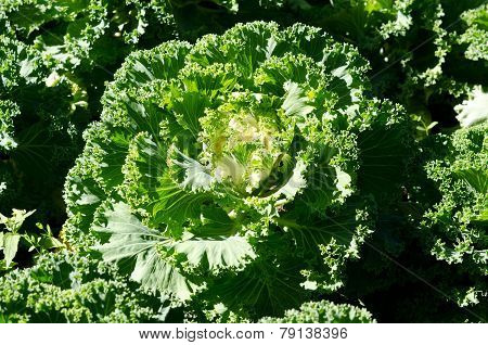 Green cabbage's head with leafs with early dew. Close up