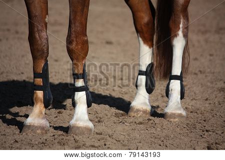 Close Up Of Horse Legs With Protection Boots