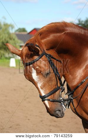 Chestnut Sport Horse Portrait In Summer