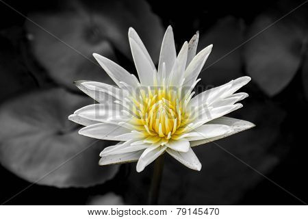 White Lotus Flower