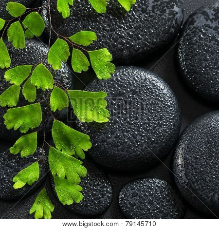 Beautiful Spa Concept Of Green Twig Adiantum Fern On Zen Basalt Stones With Dew, Macro