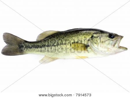 Bas largemouth
